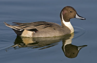 Northern Pintail (Anus acuta)
