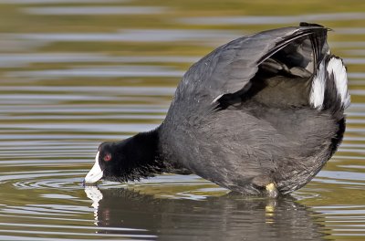 This coot is posturing and keeping its eyes on its adversary 
