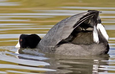 Swimming out to fight
