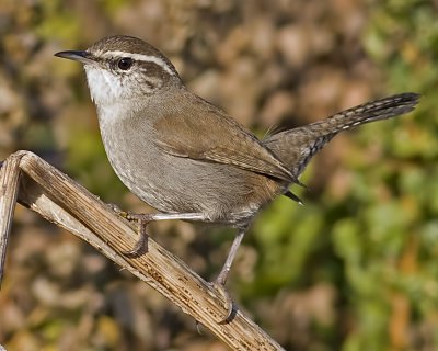 Bewick's Wren(Thryomanes bewickii)
