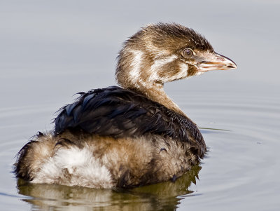 Immature Pied-billed Grebe (Podilymbus podiceps)