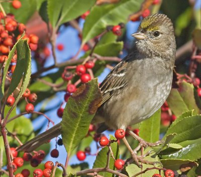 Golden-crowned Sparrow (Zonotrichia atricapilla)
