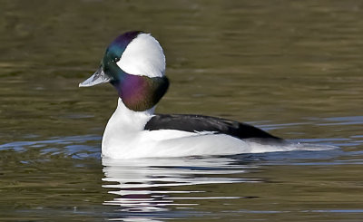 Bufflehead (Bucephala albeola)