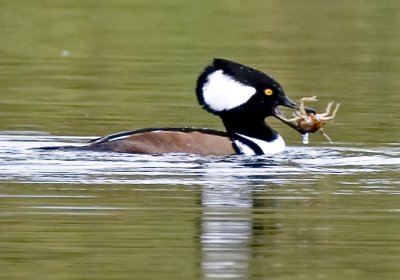 Hooded Merganser with crayfish (Lophodytes cuculiatus)