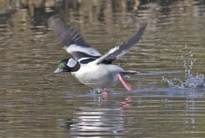 Bufflehead (Bucephala albeola)