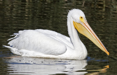 American White Pelican (Pelecanus erythrorhynchos)