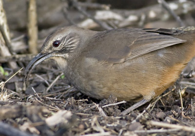 California Thrasher (Toxostoma redivivum)