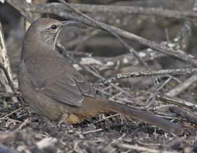 California Thrasher (Toxostoma redivivum)