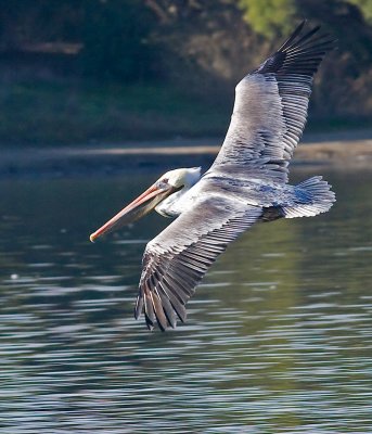 Brown Pelican(Pelecanus occidentalis)