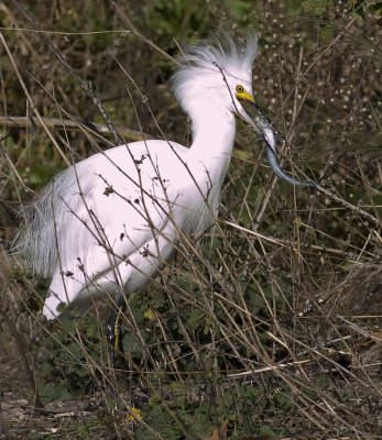 Snowy Egrets