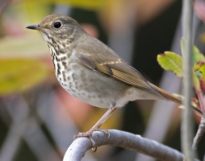 Hermit Thrush(Catharus guttatus)