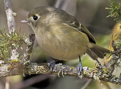 Hutton's Vireo(Vireo huttoni)
