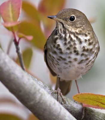 Hermit Thrush(Catharus guttatus)