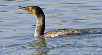 Double-crested Cormorant(Phalacrocoras auritus)