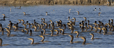Double-crested Cormorants, part of the 500+ birds pursuing fish (Phalacrocoras auritus)