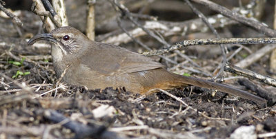 California Thrasher (Toxostoma redivivum)