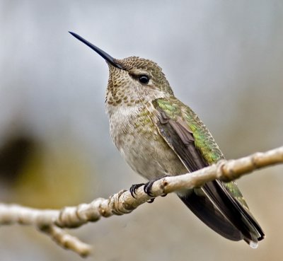 Anna's Hummingbird(Calypte anna)