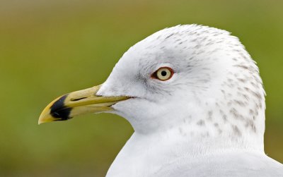 Gulls, Terns and Pelicans