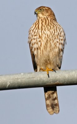 Cooper's Hawk, Immature(Accipiter cooperii)
