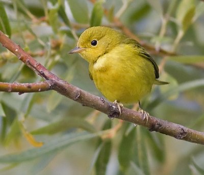 Yellow Warbler, Immature(Dendroica petechia)