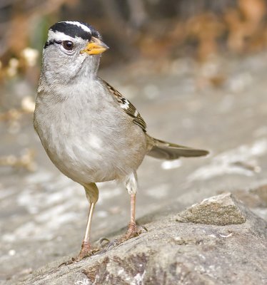 White-crowned Sparrows