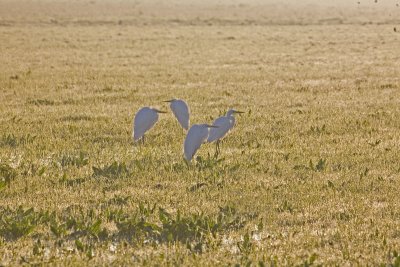 Four Great Egrets, out standing in their field