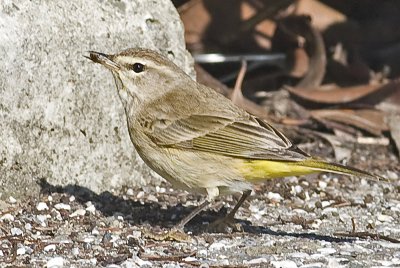 Palm Warbler with snack(Dendroica palmarum)