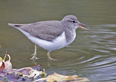 Spotted Sandpiper<br> (Actitis macularia )