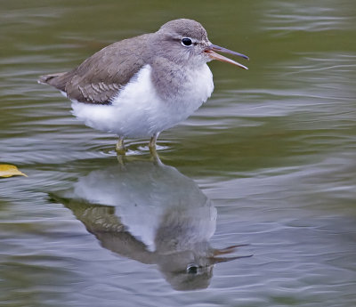 Spotted Sandpiper (Actitis macularia )