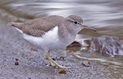 Spotted Sandpiper (Actitis macularia )
