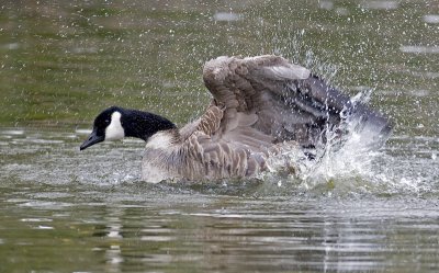 SEQUENCE: Canada Goose beginning bath with max water turbulence(1 of 6)