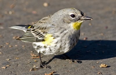 Yellow-rumped Warbler(Dendroica coronata)