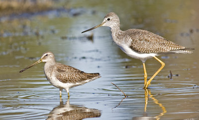 Dowitcher and Greater Yellowlegs