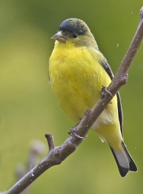 Lesser Goldfinch