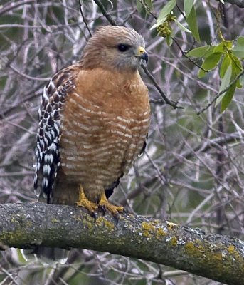 Red-shouldered Hawk