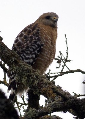 Red-shouldered Hawk