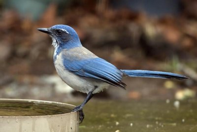 Western Scrub-Jay