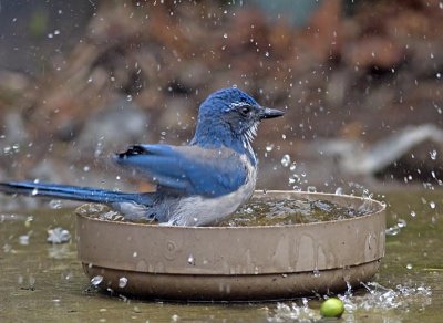 Western Scrub-Jay