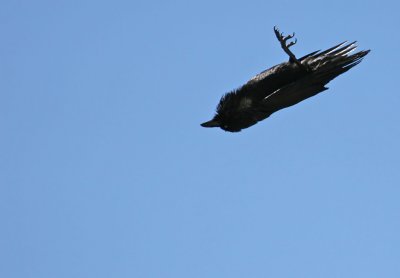 Dive-bombing Ravens Over the Grand Canyon