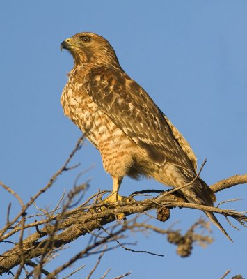 Juvenile Red-shouldered Hawk