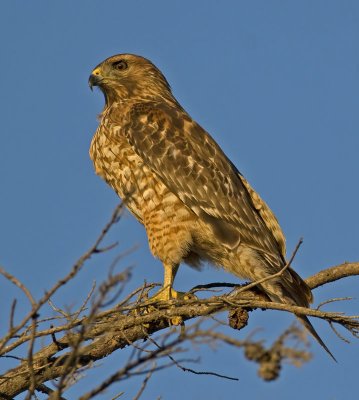 Juvenile Red-shouldered Hawk