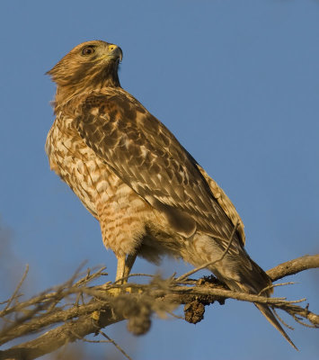 Juvenile Red-shouldered Hawk