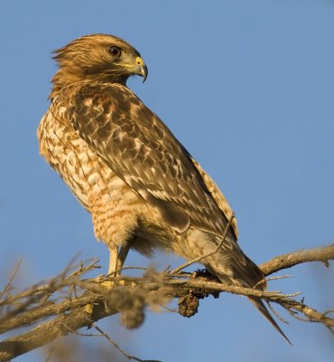 Juvenile Red-shouldered Hawk