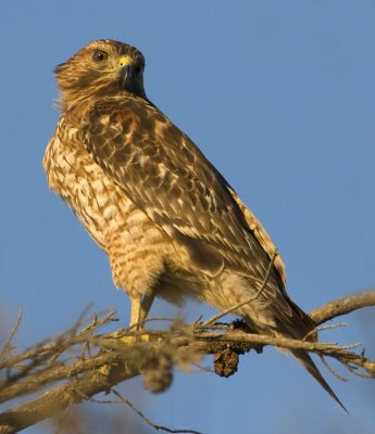 Juvenile Red-shouldered Hawk at last light