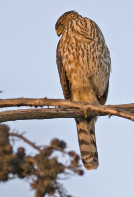 Juvenile Cooper's Hawk - Still hunting at last light of the day