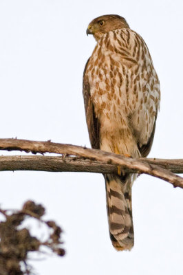 Juvenile Coopers Hawk at last light