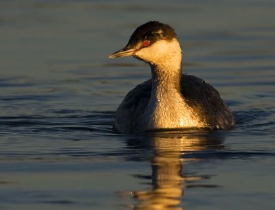 Horned Grebe