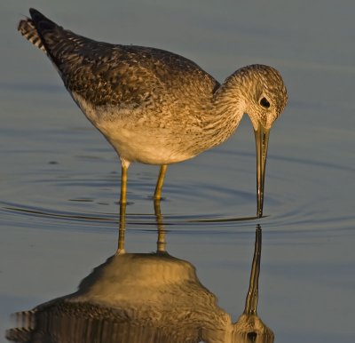 Greater Yellowlegs - Looking for dinner