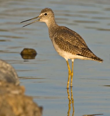 Greater Yellowlegs - Sounding off