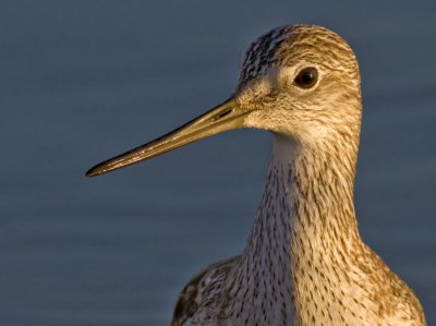 Greater Yellowlegs